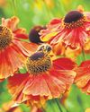 It's a bee buffet' The pollinator pathways turning drab alleyways into insect havens45