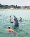 He's Not a Toy Fears for the Lone Dolphin in Lyme Bay21