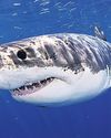 No bite: ocean acidification could strip sharks of teeth40