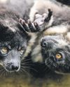 Longer thumbs linked to larger brains among primates, study suggests26