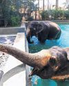 Inquiry Ordered into Giant Zoo in Gujarat Founded by Son of Asia's Richest Person38