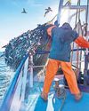 Licences to export food to the EU cost UK firms up to £65m last year3
