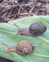 Meet Ned: a rare snail from New Zealand who is looking for a lefty mate39
