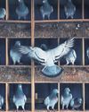 In a flap Unease at Taiwan's pigeon racing culture The Guardian