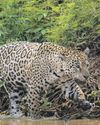 'It gives us hope' Mexico jaguar count reveals 30% rise since 2010 The Guardian