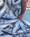 Just a pole and line Maldives fishers keep tuna stocks thriving The Guardian
