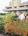 Theatre uses its secret garden for costume dye The Guardian