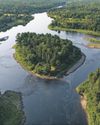 Striped bass in a Canadian river are eating all the salmon. Time for a cull? The Guardian