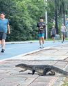 Scaly beasts that won the hearts of Thai park users The Guardian