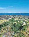 Exploding with life Island used as a 'living laboratory' reveals surprising insights into nature34