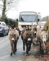 The silencing of the lambs20