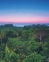 How one tropical forest turned the tide on loggers46