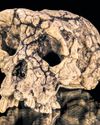 New study suggests our ape-like ancestor from 7m years ago was the first to walk tall New study suggests our ape-like ancestor from 7m years ago was the first to walk tall26