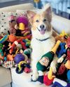 Some dogs can learn words by eavesdropping, tests suggest Some dogs can learn words by eavesdropping, tests suggest12