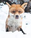 The Guardian