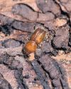'Good for the soul' Diverse planting aims to revive dying German forests 'Good for the soul' Diverse planting aims to revive dying German forests40