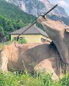 We don't want to milk it, say scientists, but Veronika's tool skills really are something else We don't want to milk it, say scientists, but Veronika's tool skills really are something else6