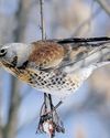Cold snap in Europe brings UK a bumper year for migrating birds24