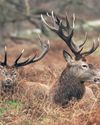 Landowners can shoot more deer in new plans to save crops and trees Landowners can shoot more deer in new plans to save crops and trees13