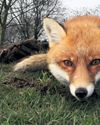 Fantastic fox Which species should star on Bank of England's new notes?35