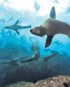 'A message of hope'First the seals returned,then they won protection38