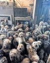 'This is not AI': RSPCA rescues more than 250 dogs from single house20