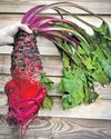 The giant bright root vegetable that has gone viral online6