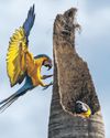 'Dream come true' Macaws to return to Rio de Janeiro after 200 years45