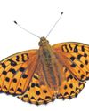 Citizen scientists' data lays bare loss of butterfly diversity Citizen scientists' data lays bare loss of butterfly diversity29