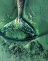 Stranded whale A parable of our dark relationship with these sea giants45