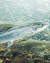 Cocaine traces in rivers and lakes may stimulate salmon brains15