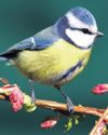 Call for curbs on veterinary flea remedies that can harm songbirds27