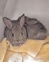 Oil's well that ends well for three bunnies found on North Sea rig4