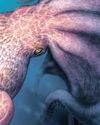 Kraken-like octopuses preyed on giant sea reptiles, fossils suggest25
