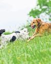 Feeling ruff? Experts split on health benefits of wearable tech for pets16
