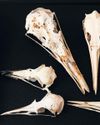 Birds' skulls may hold clues to inner lives of dinosaurs21