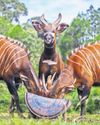 'The shiest antelopes' Rare mountain bongos flown back to Kenya 'The shiest antelopes' Rare mountain bongos flown back to Kenya38