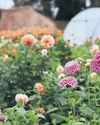 Demand for British flowers blooming as people turn to local options Demand for British flowers blooming as people turn to local options28