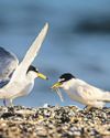 Return of the terns Return of the terns27