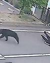 The Guardian