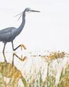 Birdwatchers rush to Wales as tropical heron spotted in UK for first time Birdwatchers rush to Wales as tropical heron spotted in UK for first time10