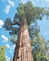 Trees may not store as much carbon as thought Trees may not store as much carbon as thought31