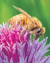 The bee crisis Hidden health costs of world’s disappearing pollinators The bee crisis Hidden health costs of world’s disappearing pollinators30