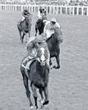 Fans hope tragic Shergar's colours sparkle once more49
