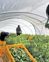 Products from occupied Palestine 'sold to EU and UK as Israeli-grown'33