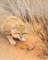The Guardian