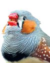 A little bird told her: scientist scoops $100,000 prize for decoding the chatter of zebra finches5