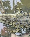 Records of crocodile victim seen by 40 hospital staff27