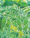 Soil study could cut farm use of fertilisers21