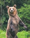 Meet the new neighbours: but can we live with bears next door?20